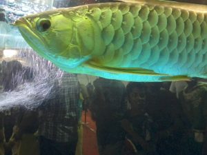 exotic freshwater fish