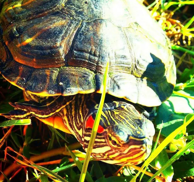 How Long Do Red Eared Slider Turtles Live? 5 Tips to Increase Their