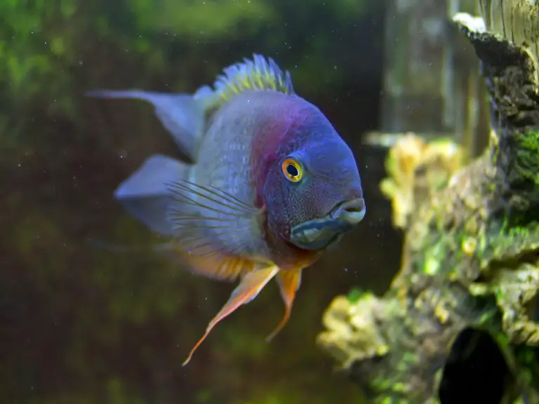 Best Cichlid Food: Essential Nutrition for Thriving Cichlids