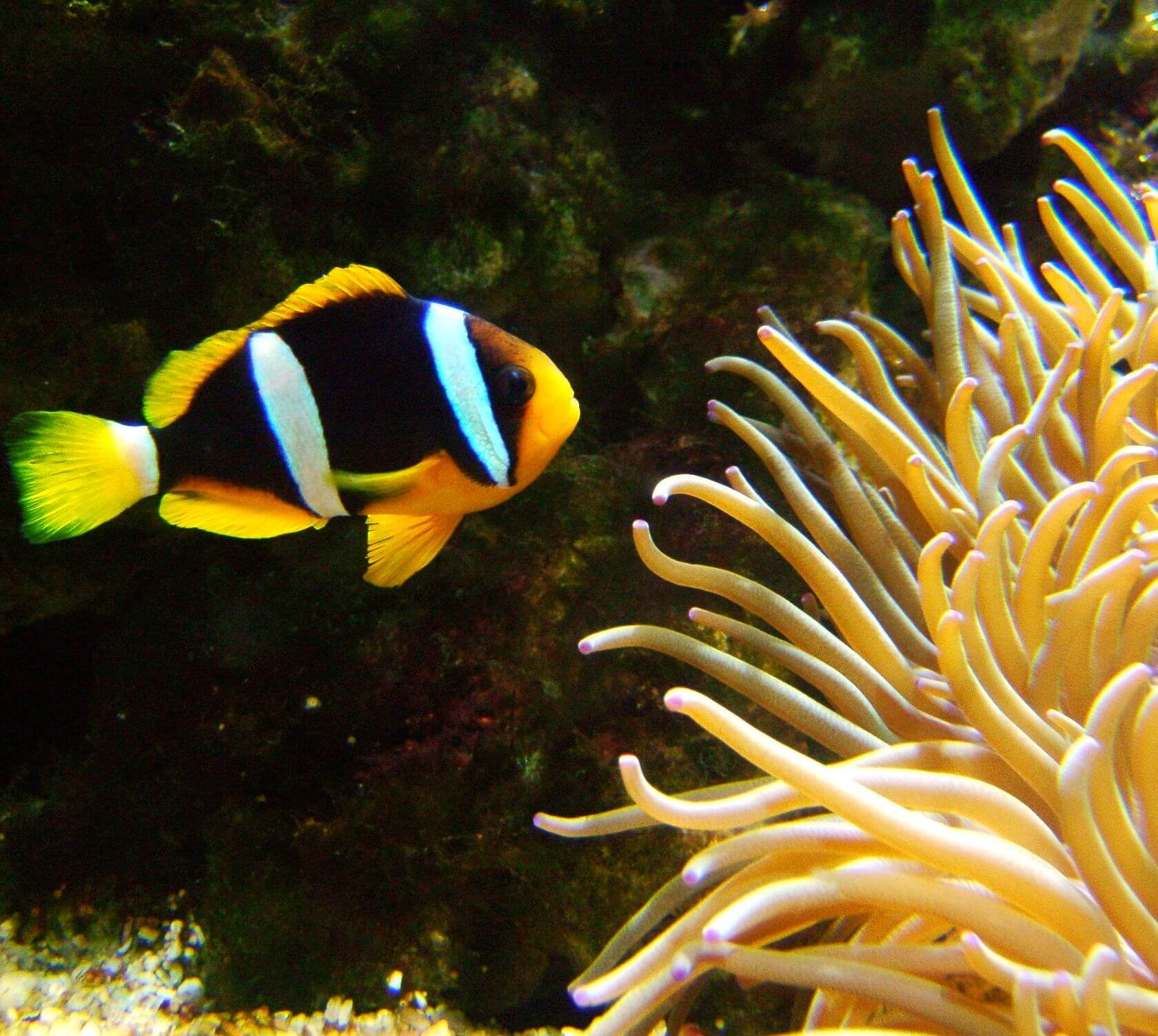 30 Different Types of Clownfish (With Pictures): Clownfish Species ...