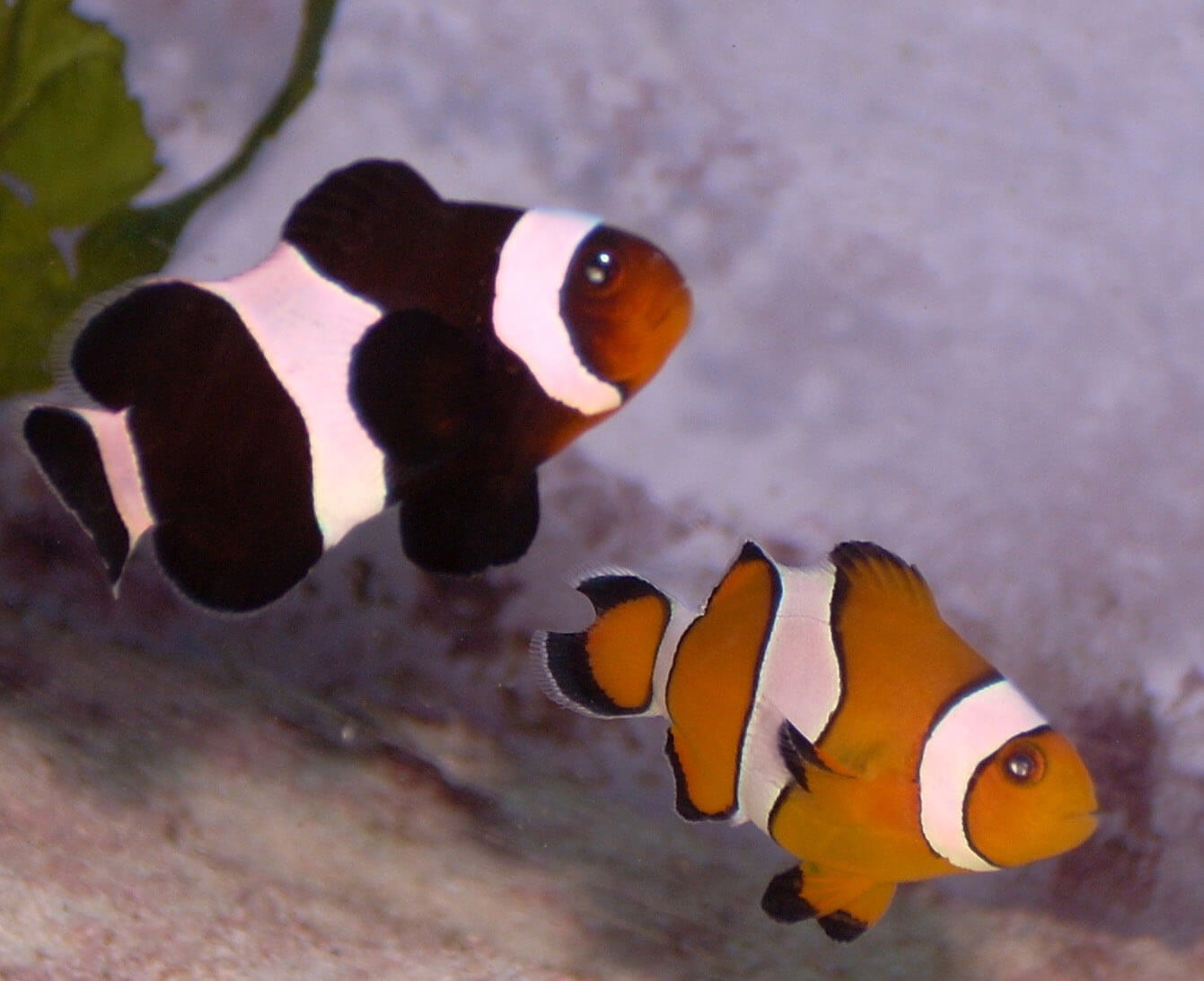 30 Different Types of Clownfish (With Pictures): Clownfish Species ...