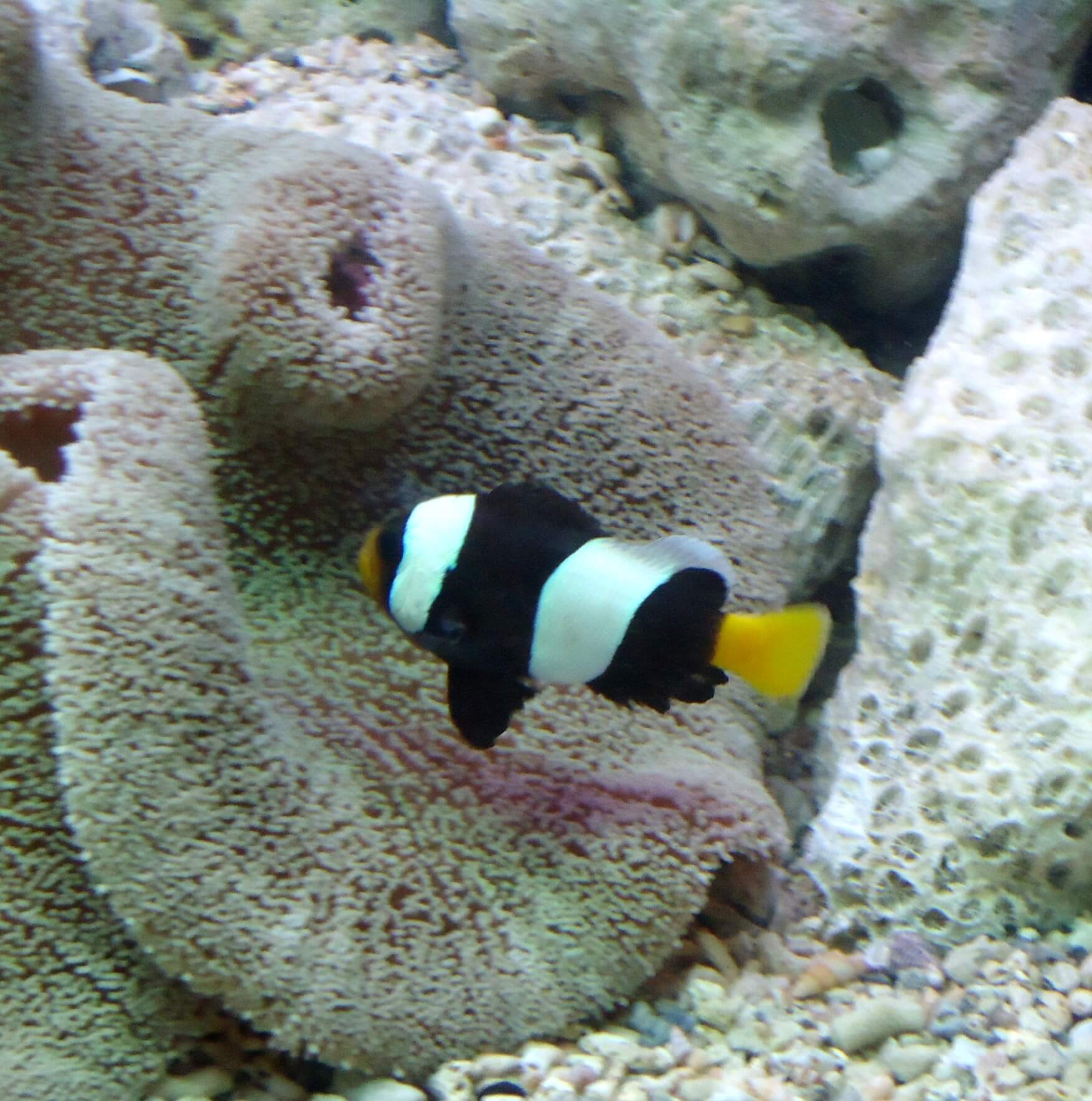 30 Different Types of Clownfish (With Pictures): Clownfish Species ...