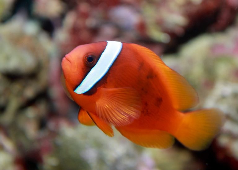 30 Different Types of Clownfish (With Pictures): Clownfish Species ...