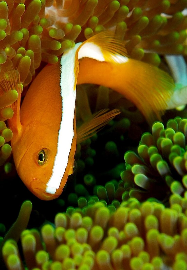 30 Different Types of Clownfish (With Pictures): Clownfish Species ...