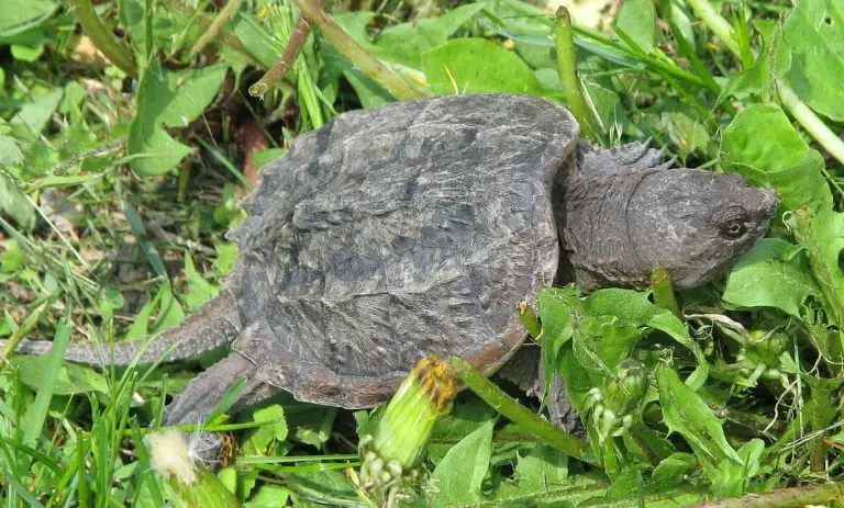 13-interesting-facts-about-snapping-turtles-aquaticpals