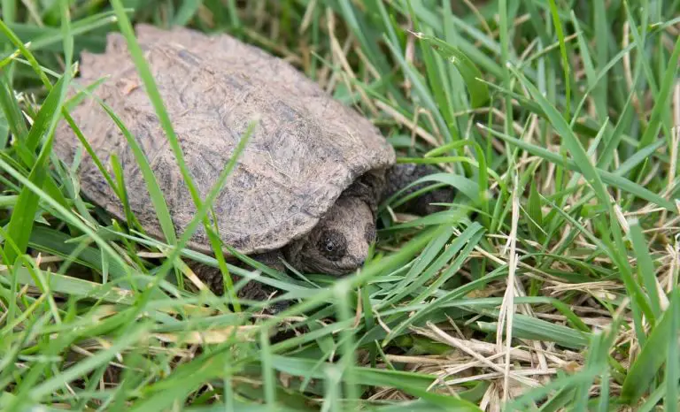 What Do Baby Snapping Turtles Eat? (The Complete Guide) - AquaticPals