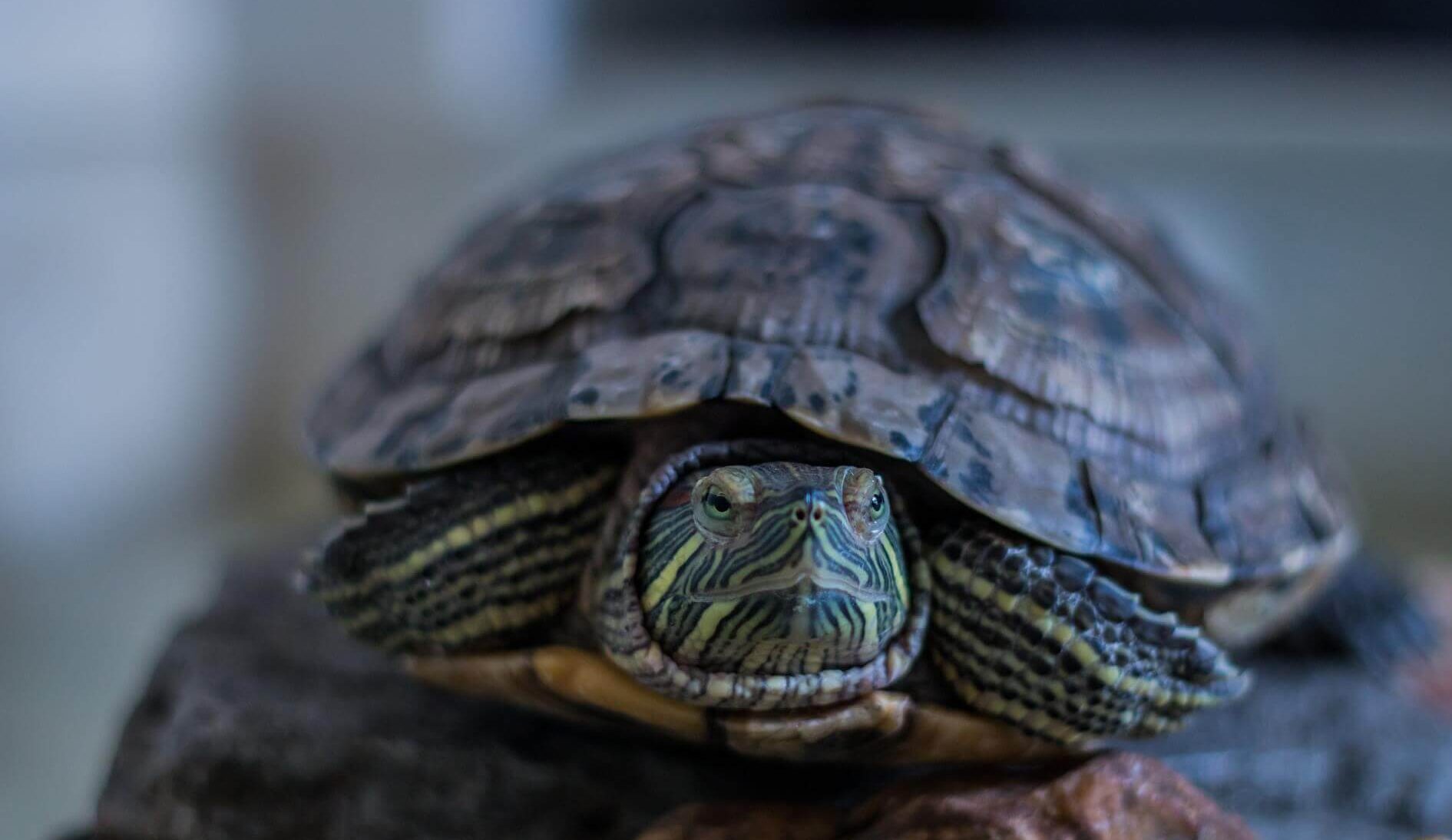 Can Turtles Eat Grapes AquaticPals