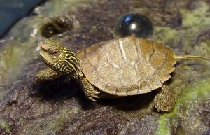 5 Cute Pet Turtles That Stay Small Forever (Smallest Turtle Species ...