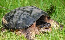 How Big Do Snapping Turtles Get (Largest Alligator Snapping Turtle Ever ...