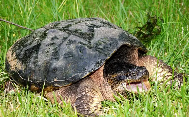 How Big Do Snapping Turtles Get (Largest Alligator Snapping Turtle Ever ...