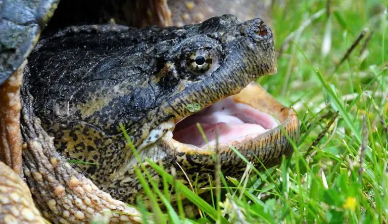 How Long Do Snapping Turtles Live? Tips to Increase Their Lifespan ...