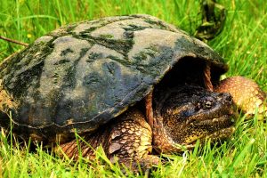 What Do Snapping Turtles Look Like? - Aquaticpals