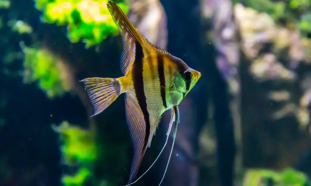 Are Angelfish Aggressive