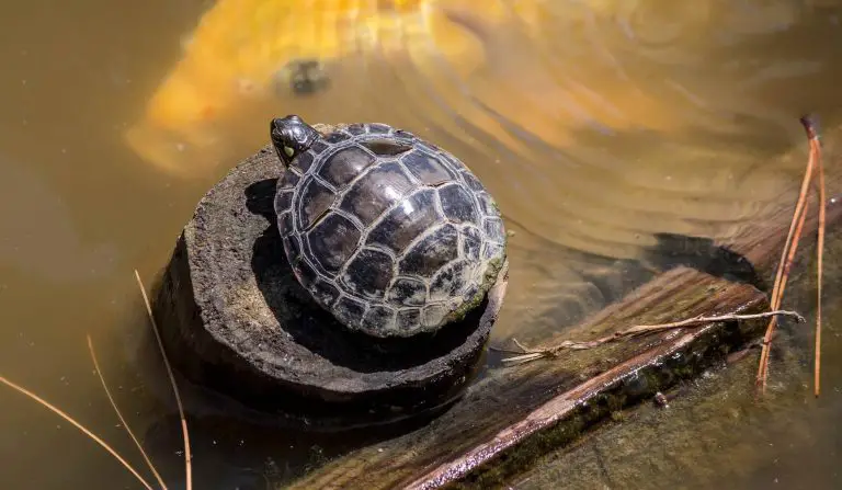 Cloudy Turtle Tank Water: How To Keep Turtle Tank Water Clear - AquaticPals